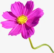 粉色鲜花首页装修素材免抠