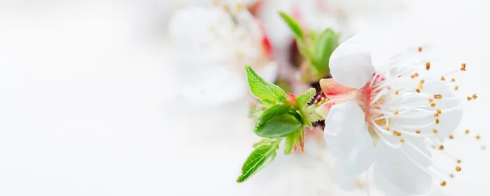 绿色鲜花背景高清