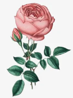 手绘卡通花素材手绘花免抠