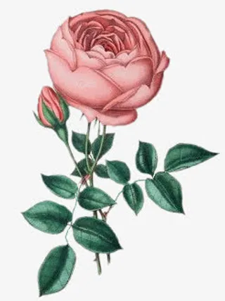 手绘卡通花素材手绘花免抠