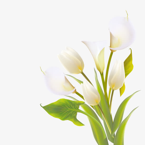 矢量百合花免抠