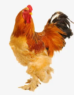 一只大公鸡免抠