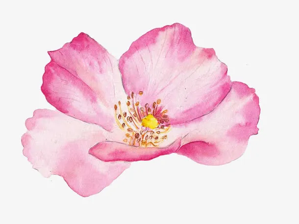 一朵粉红色的桃花免抠