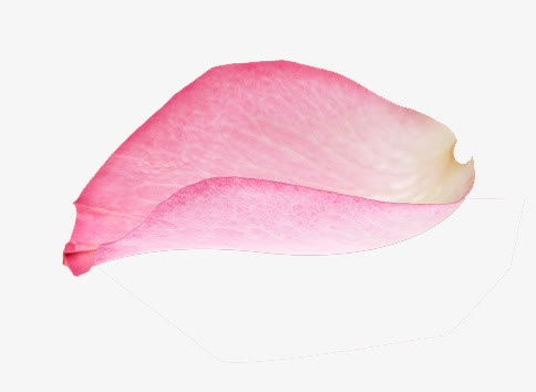 高清摄影鲜艳的玫瑰花瓣免抠
