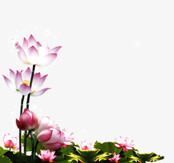 荷花莲花免抠