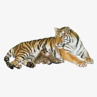 虎妈妈喂奶免抠