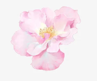 手绘山茶花免抠