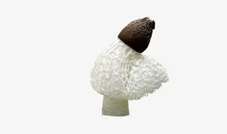 一个新鲜的长裙竹荪免抠