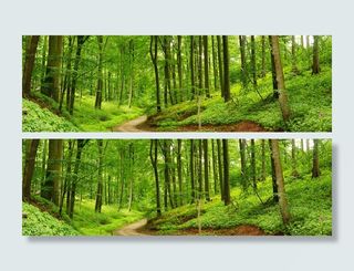 树林风景背景高清