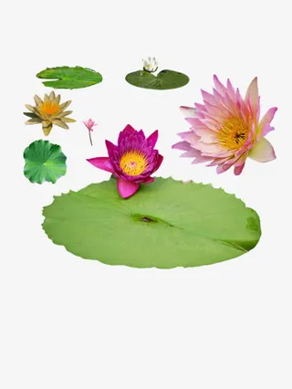 夏日荷花荷叶免抠