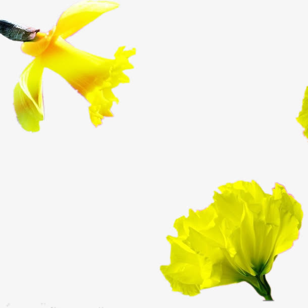 康乃馨花瓣花朵免抠
