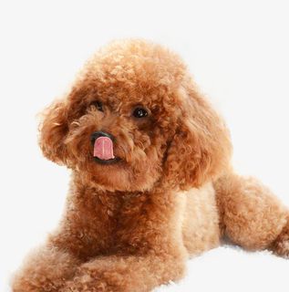 淘气聪慧小泰迪免抠