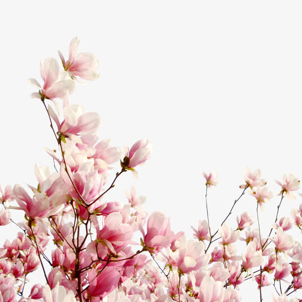 樱花树枝免抠