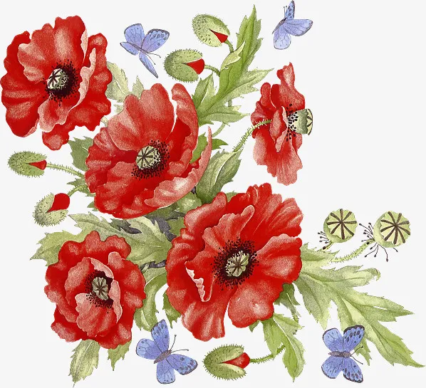 鲜花虞美人免抠