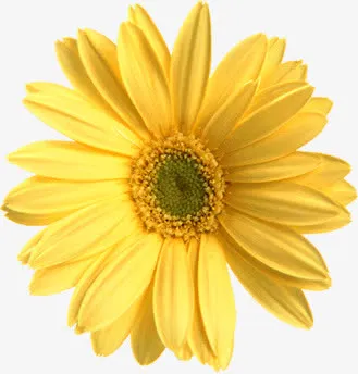 高清国庆节黄色花朵免抠