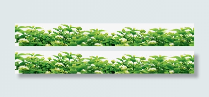 绿叶花朵花丛装饰免抠