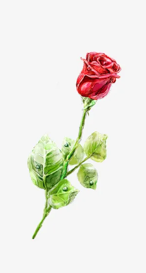 手绘玫瑰七夕情人节节日元素免抠