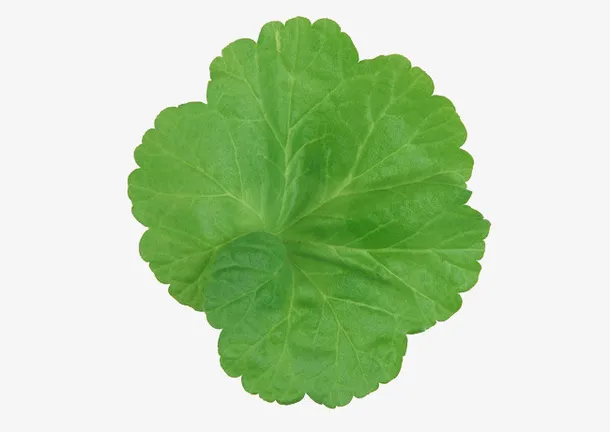 南瓜叶免抠