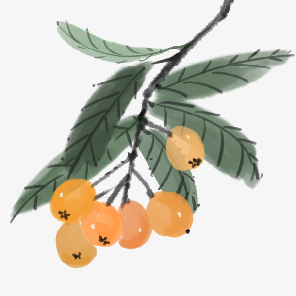 水墨风格的枇杷免抠