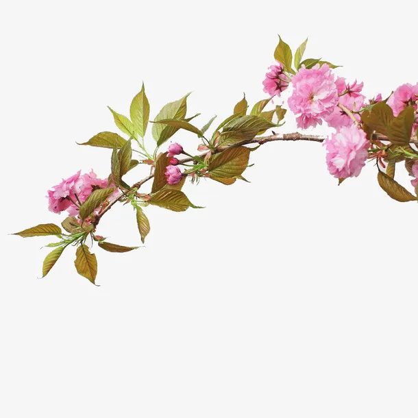 绽放的花朵免抠