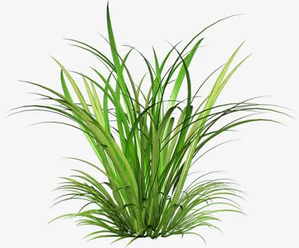 绿色清新草地风景植物免抠