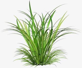 绿色清新草地风景植物免抠