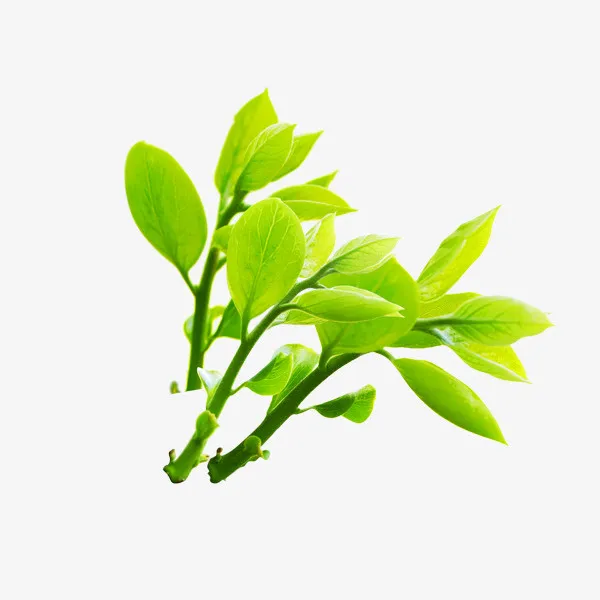 树枝免抠