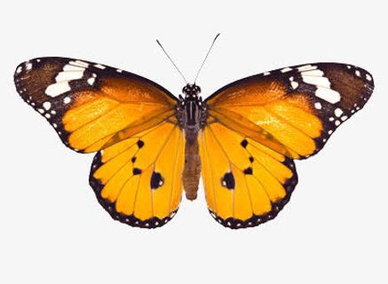 展开翅膀的蝴蝶免抠