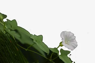 牵牛花朝颜花免抠