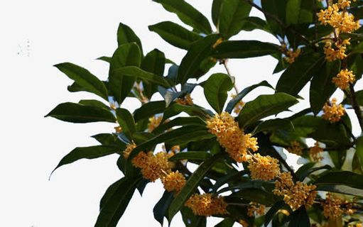 每临中秋馨香四溢免抠