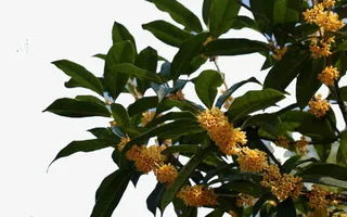 每临中秋馨香四溢免抠