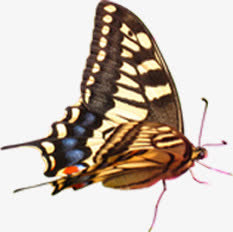 春天黄色纹理昆虫蝴蝶免抠装饰动物元素