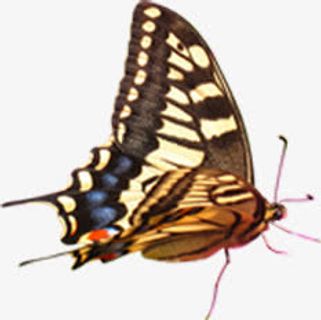 春天黄色纹理昆虫蝴蝶免抠装饰动物元素