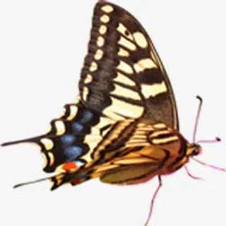 春天黄色纹理昆虫蝴蝶免抠装饰动物元素