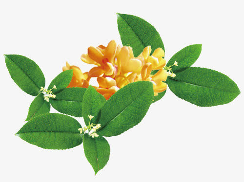 桂花丹桂免抠