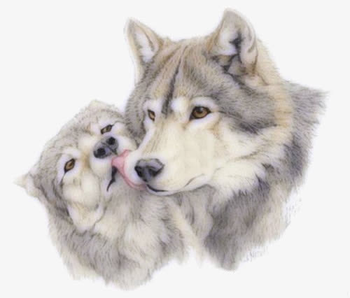狼母子免抠