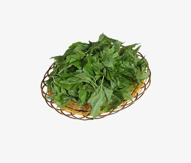新鲜桑叶免抠