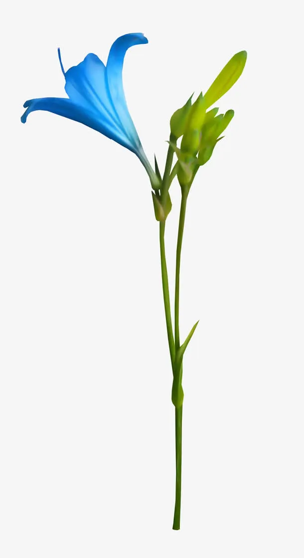 蓝色的花免抠