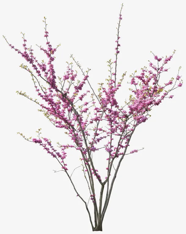 桃花盛开素材免抠