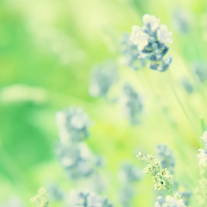 绿色树叶花朵淘宝主图背景元素高清