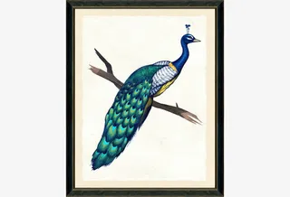 卡通装饰画图片艺术素材 孔雀免抠