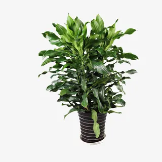 盆子里的绿植免抠