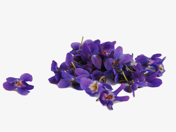 紫色鲜花免抠
