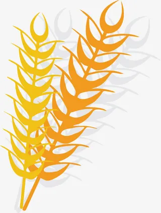 秋收季节稻谷免抠