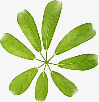 绿树i清爽春天树叶造型免抠