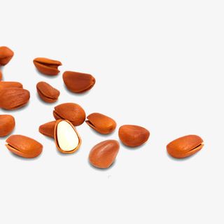 散落的松子免抠