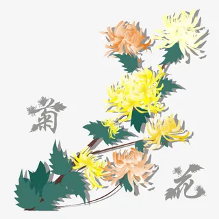 矢量秋菊免抠 矢量秋菊免抠