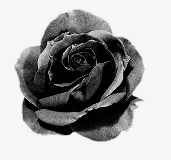 背景素材绿植花卉