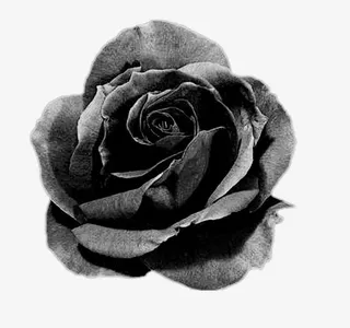 背景素材绿植花卉