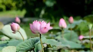 夏天盛开荷花高清
